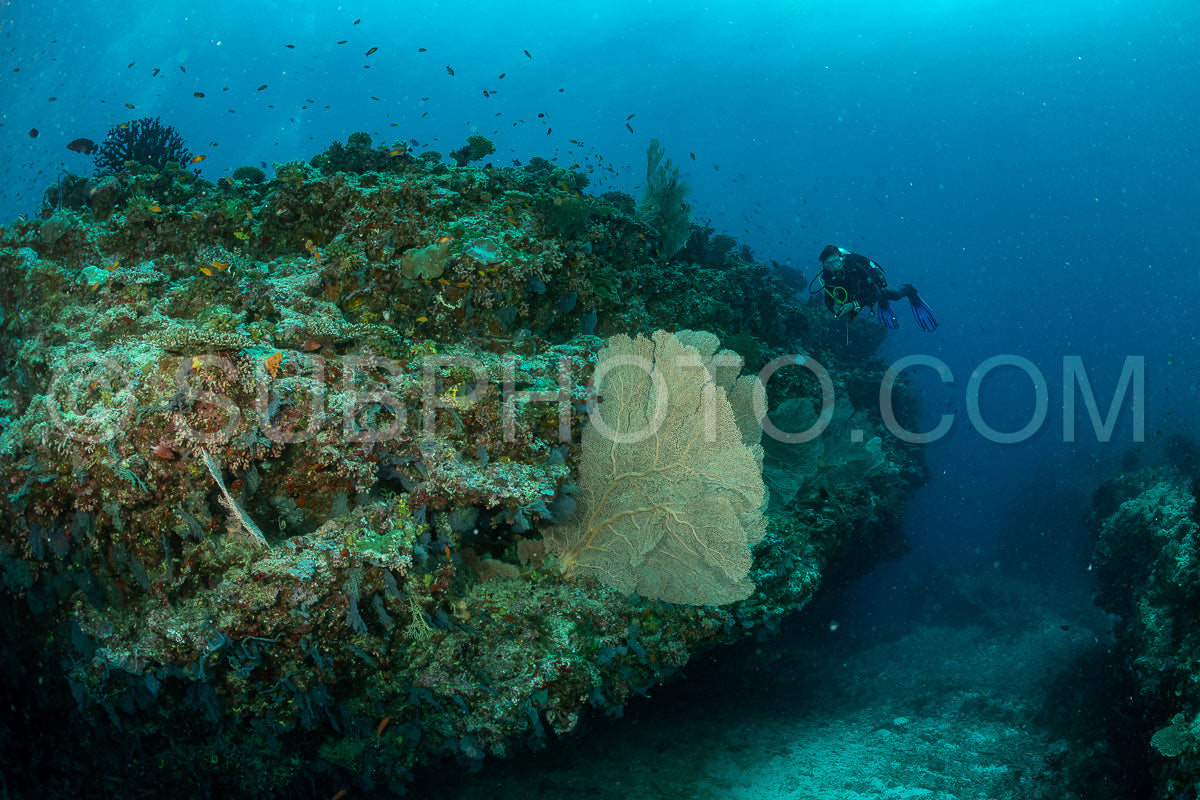Photo de femme plongeuse visitant un récif corallien avec gorgone ou éventail de mer
