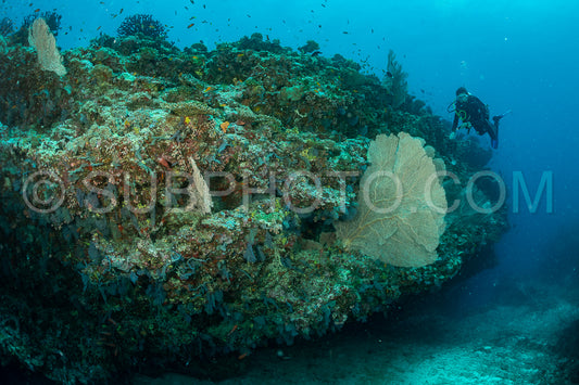 woman diver visiting a coral reef with gorgonian or sea fan