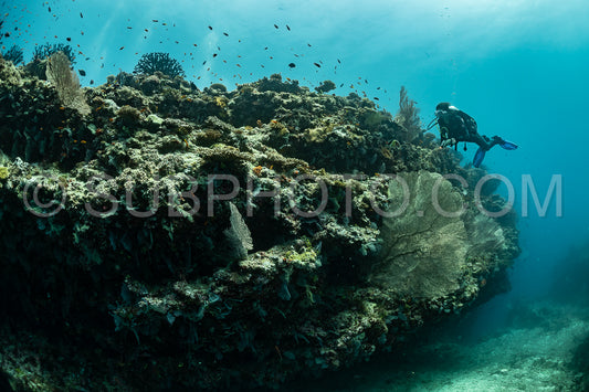 woman diver visiting a coral reef with gorgonian or sea fan