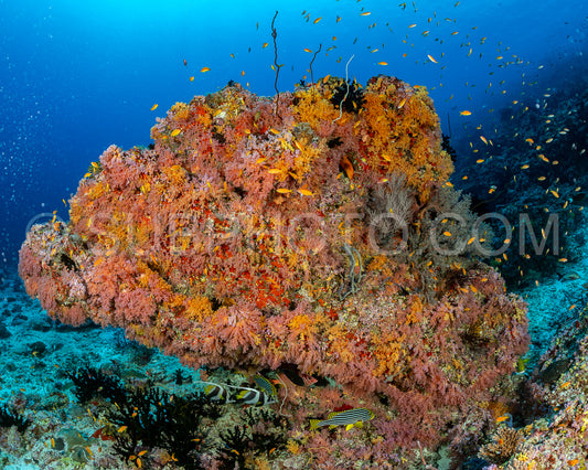 coral reef in the Maldives