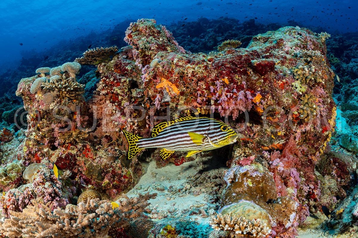 coral reef in the Maldives