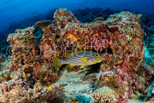 coral reef in the Maldives