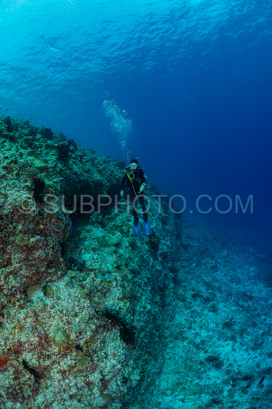 woman diver visiting a coral reef
