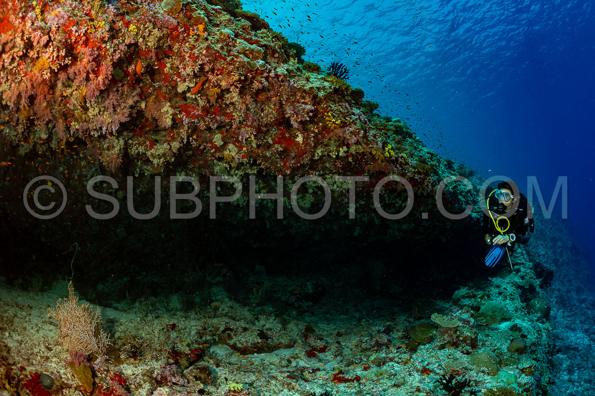 woman diver visiting a coral reef