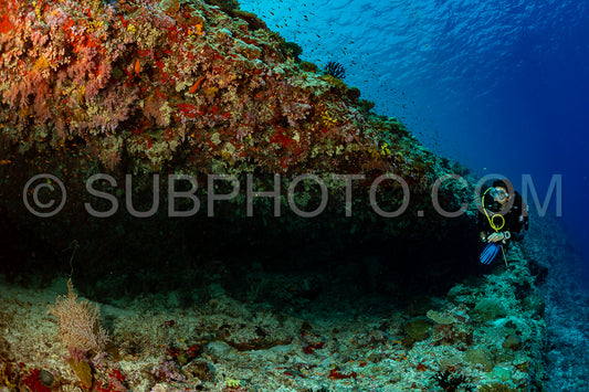woman diver visiting a coral reef