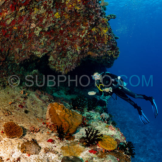 woman diver visiting a coral reef