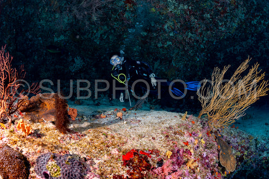 woman diver visiting a coral reef