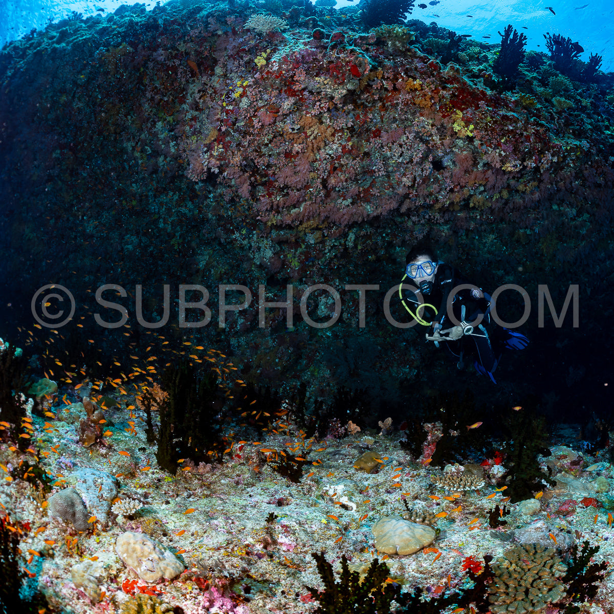 woman diver visiting a coral reef