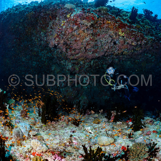 woman diver visiting a coral reef