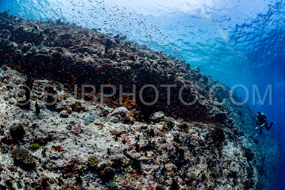 woman diver visiting a coral reef
