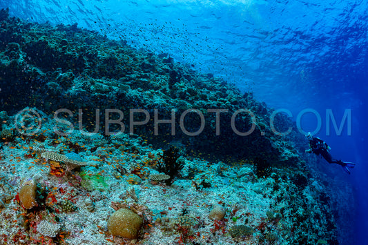 woman diver visiting a coral reef