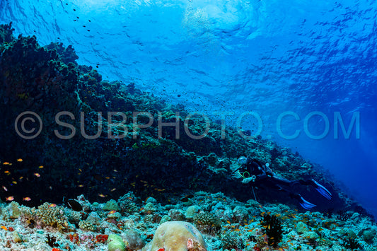 woman diver visiting a coral reef