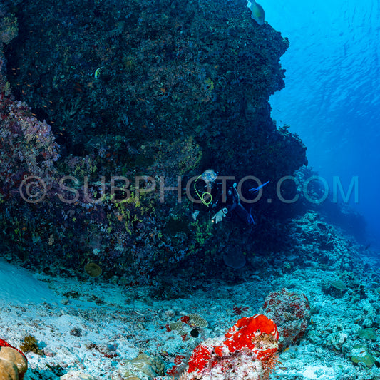 woman diver visiting a coral reef