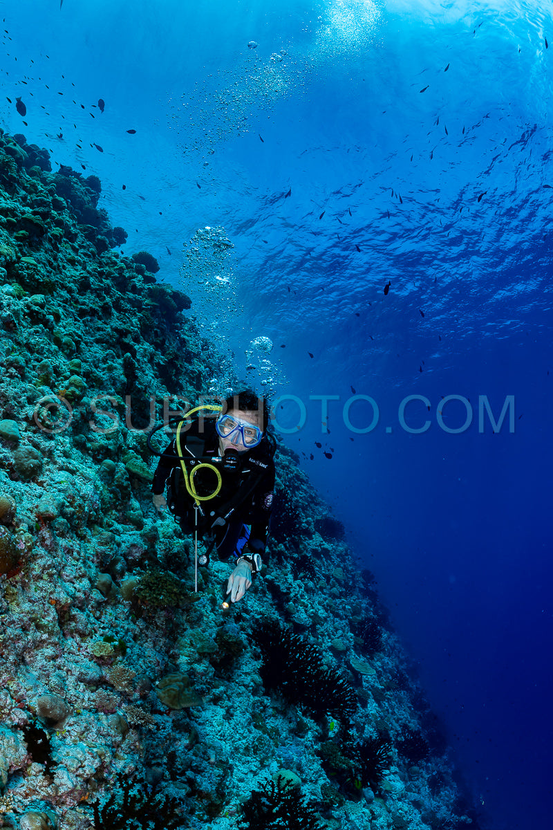 woman diver visiting a coral reef