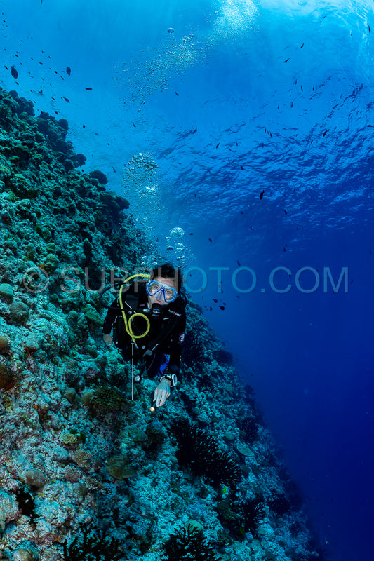 woman diver visiting a coral reef