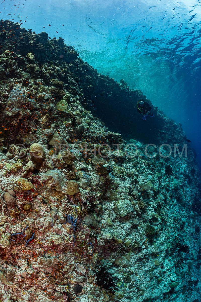 coral reef in the Maldives