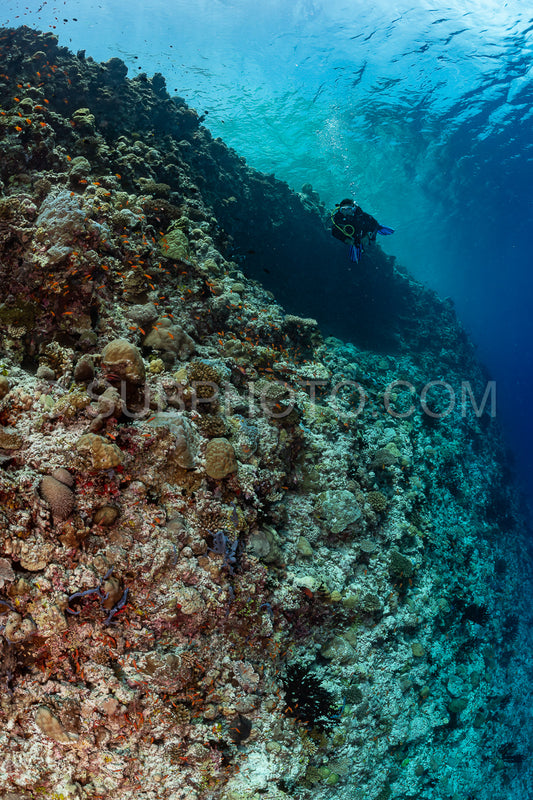 woman diver visiting a coral reef