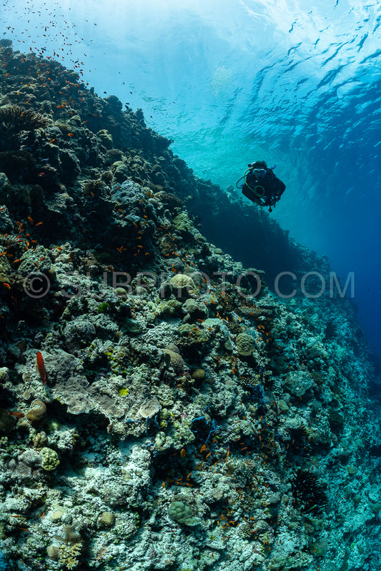woman diver visiting a coral reef