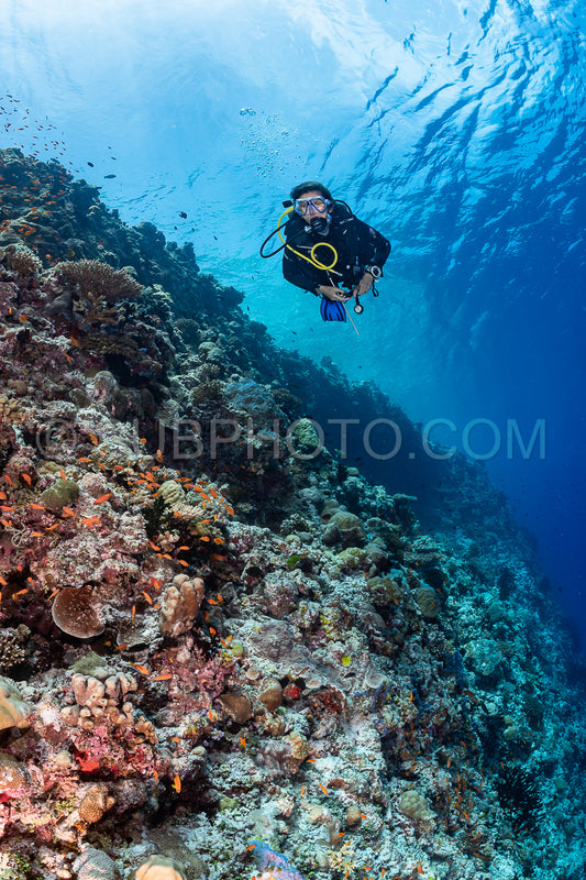 woman diver visiting a coral reef
