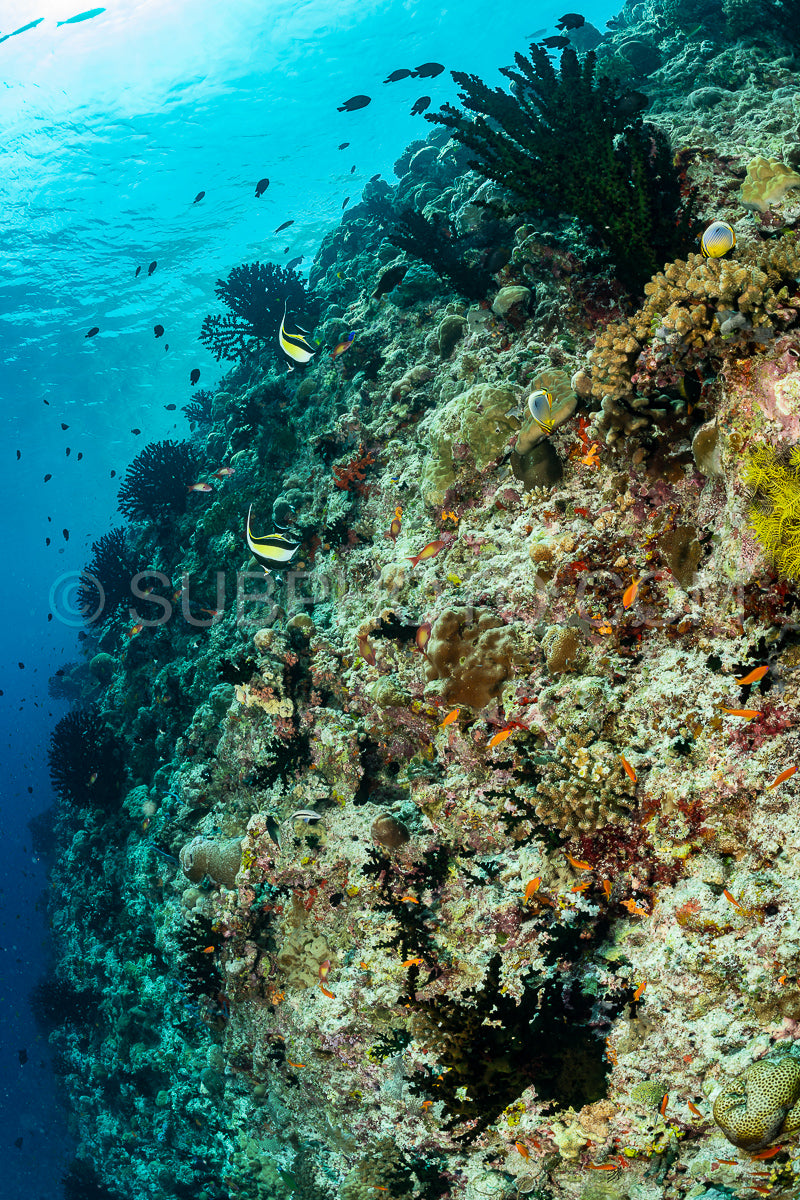 coral reef in the Maldives
