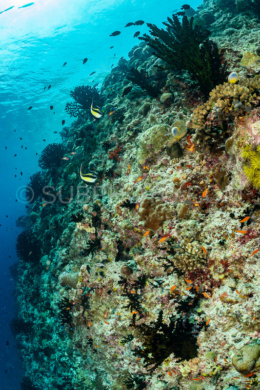 coral reef in the Maldives