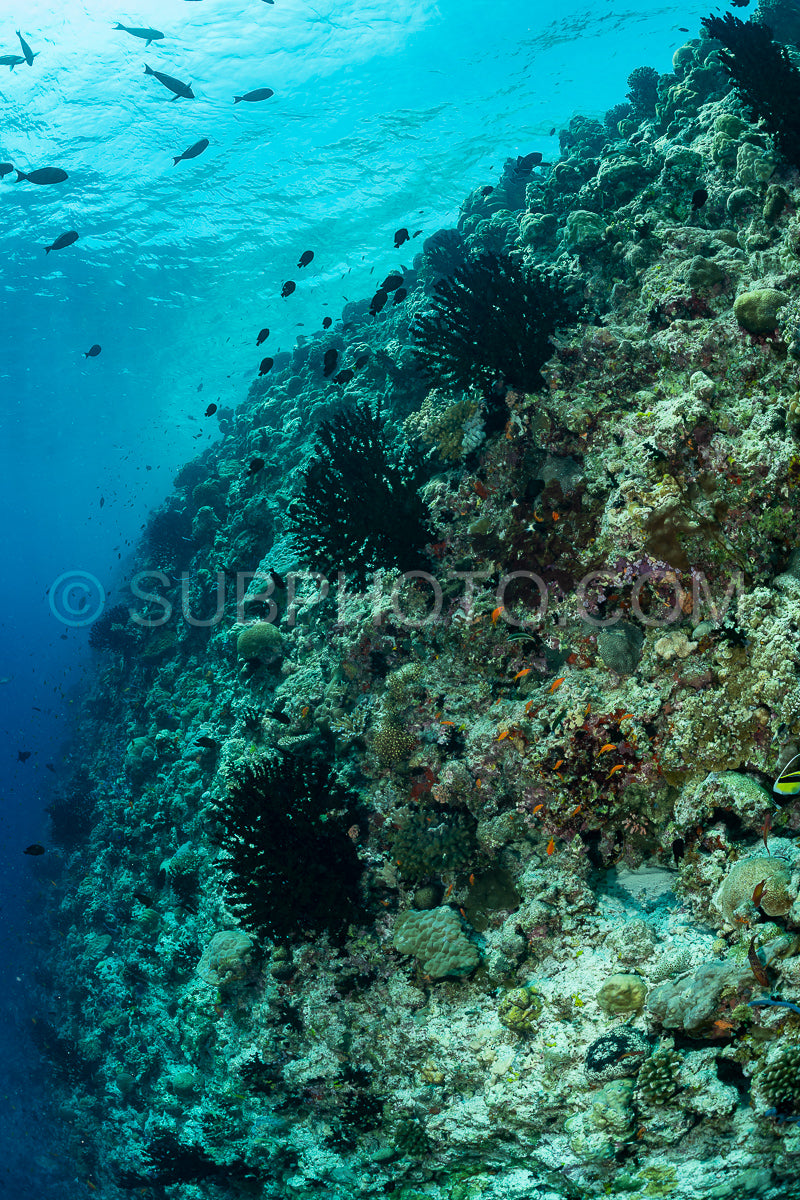 coral reef in the Maldives