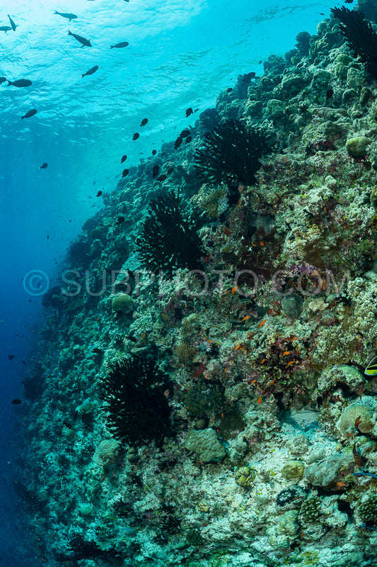 coral reef in the Maldives