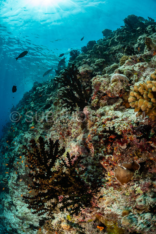 coral reef in the Maldives