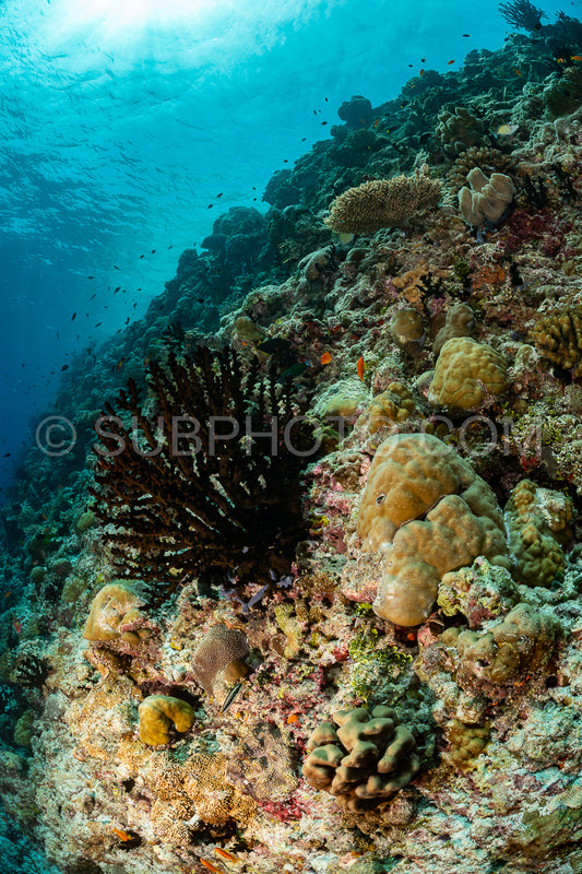 coral reef in the Maldives