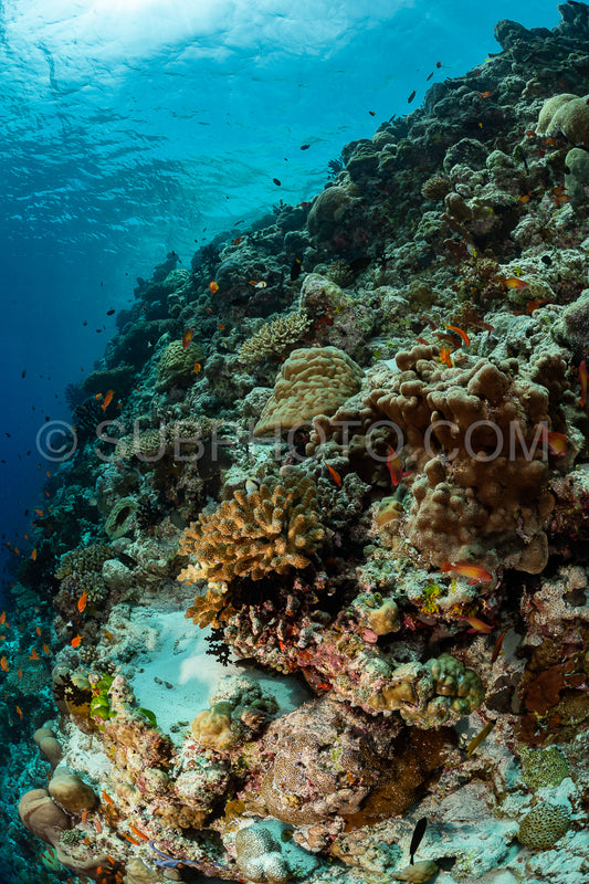coral reef in the Maldives