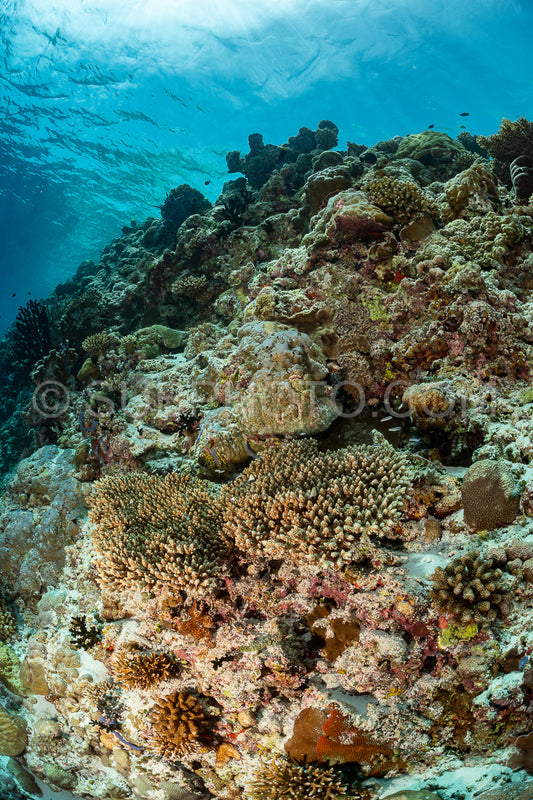 coral reef in the Maldives