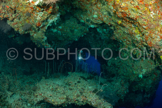 woman diver visiting a coral reef