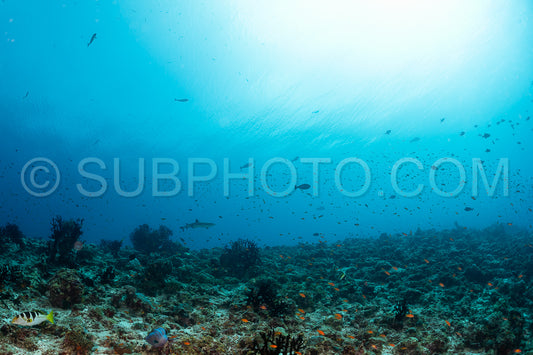 whitetip reef shark