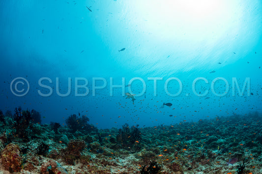 whitetip reef shark
