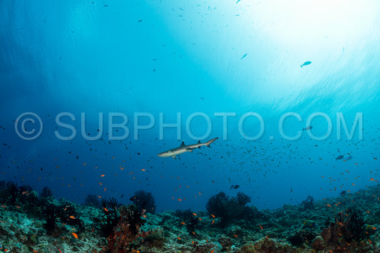 whitetip reef shark