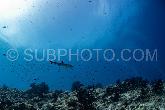 whitetip reef shark