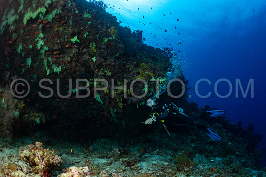 woman diver visiting a coral reef with yellow soft coral