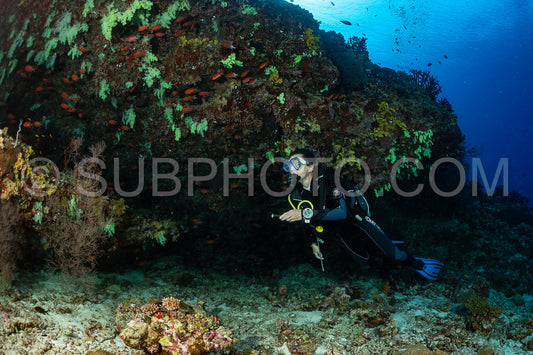 woman diver visiting a coral reef with yellow soft coral