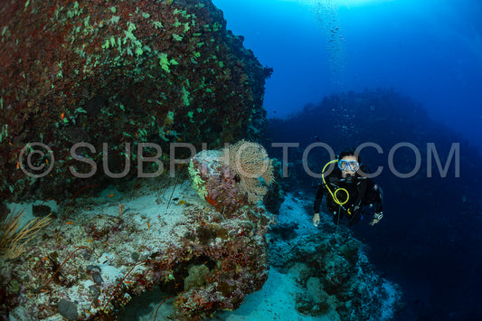 woman diver visiting a coral reef with yellow soft coral