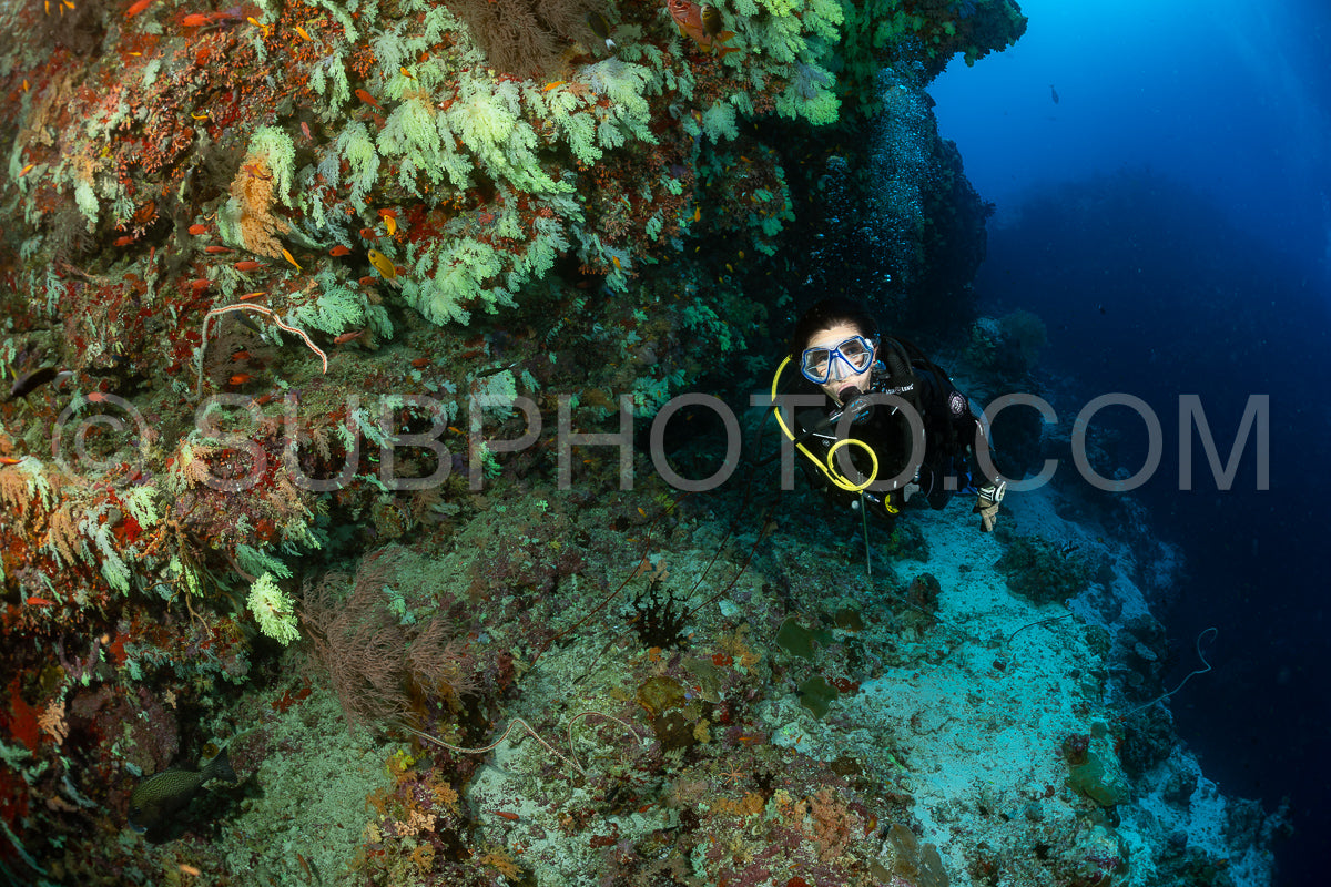 woman diver visiting a coral reef with yellow soft coral