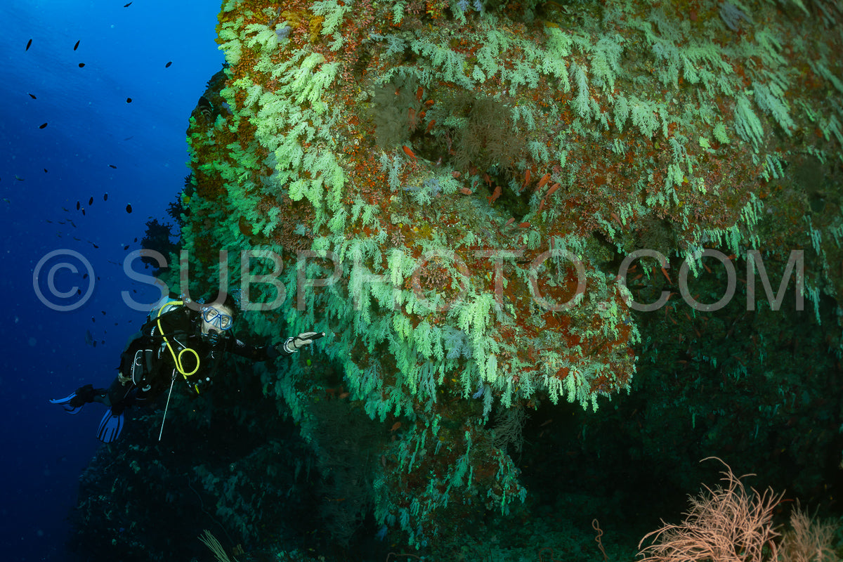 woman diver visiting a coral reef with yellow soft coral