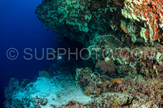 woman diver visiting a coral reef with yellow soft coral