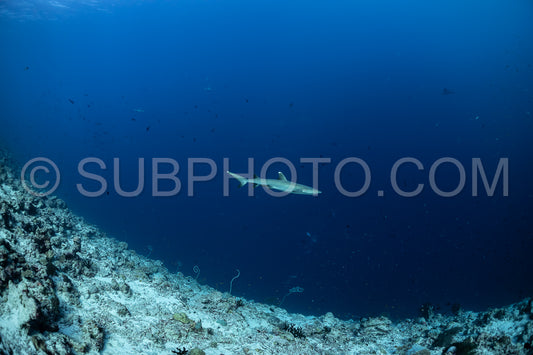whitetip reef shark