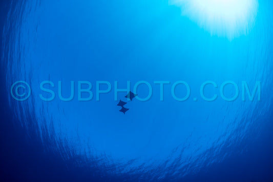 flying eagle ray