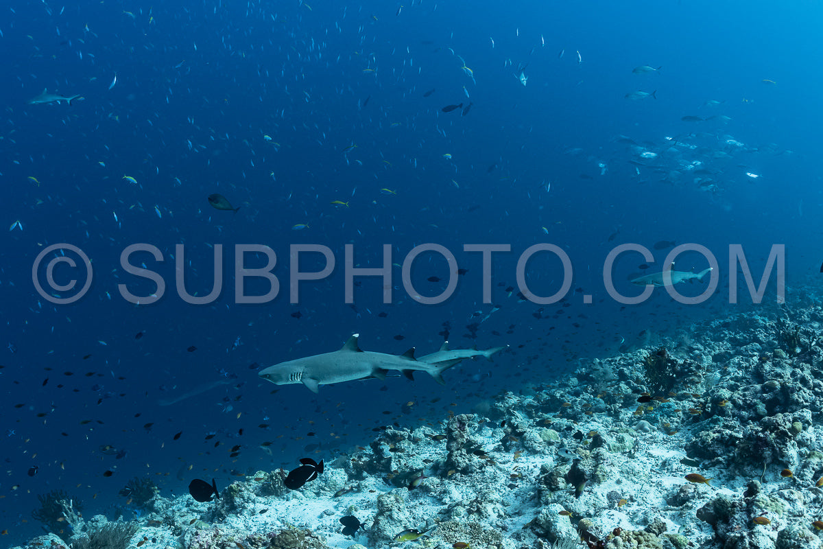 whitetip reef shark