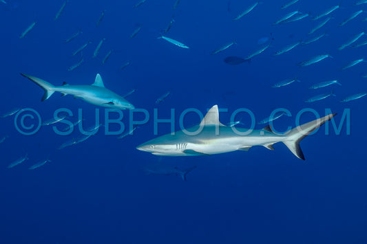gray reef shark
