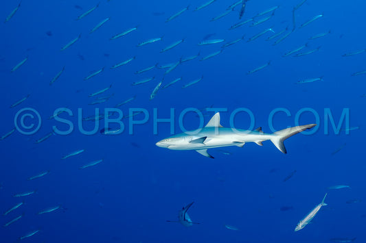 gray reef shark