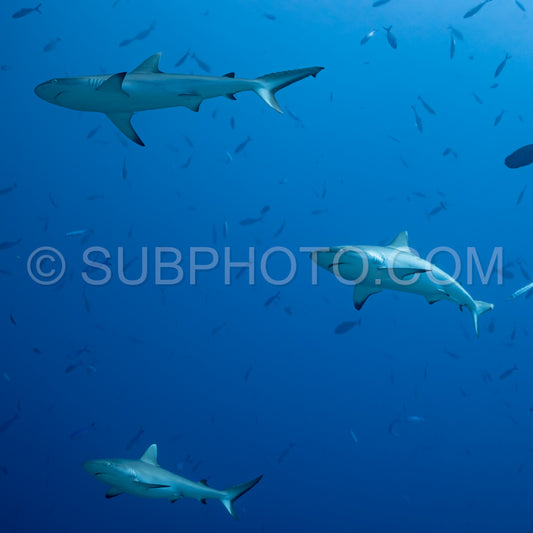 gray reef shark