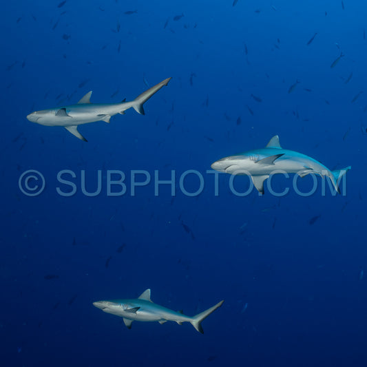 gray reef shark