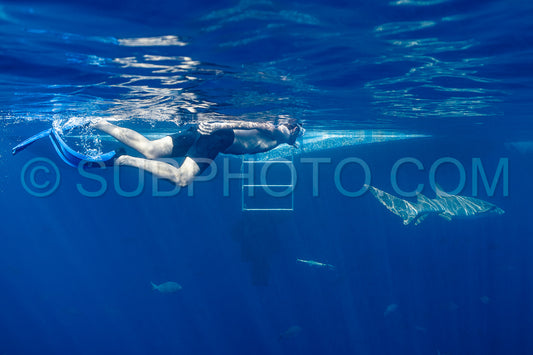 snorkeler swimming with nurse shark in the Maldives